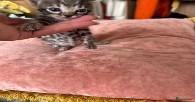 Bengal cats - Advert 3