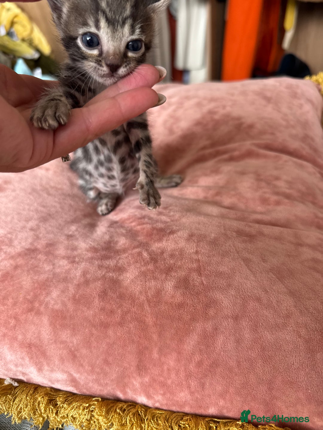 Bengal cats for sale: 4 pure bangal and 5 bengal x kittens - Image 3