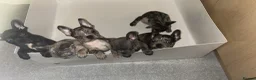 French Bulldog dogs for sale: Ready to leave - French Bulldog Puppies - Advert 3