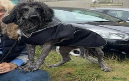 Poodle dogs for sale: Miniature silver poodle 3 years  - Advert 4