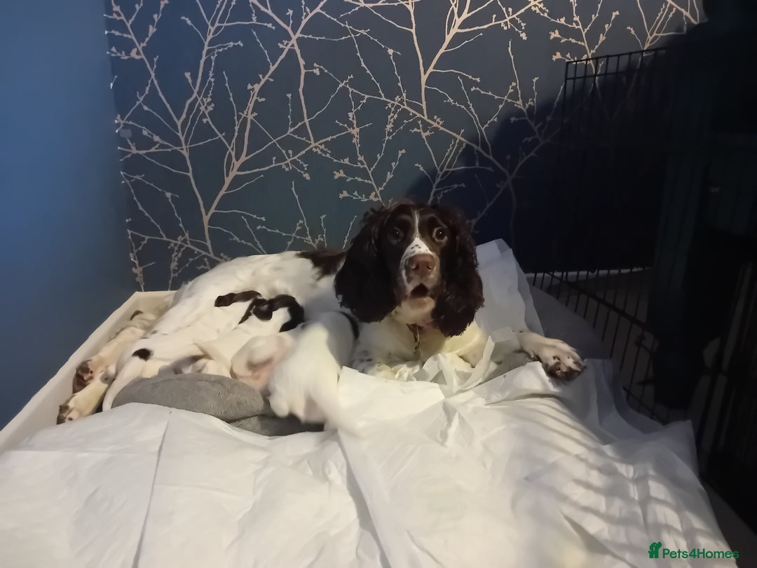 English Springer Spaniel dogs for sale: English Springer Spaniel  - Image 4