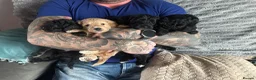 Bordoodle dogs for sale: F1b Miniature Bordoodle  - Advert 1
