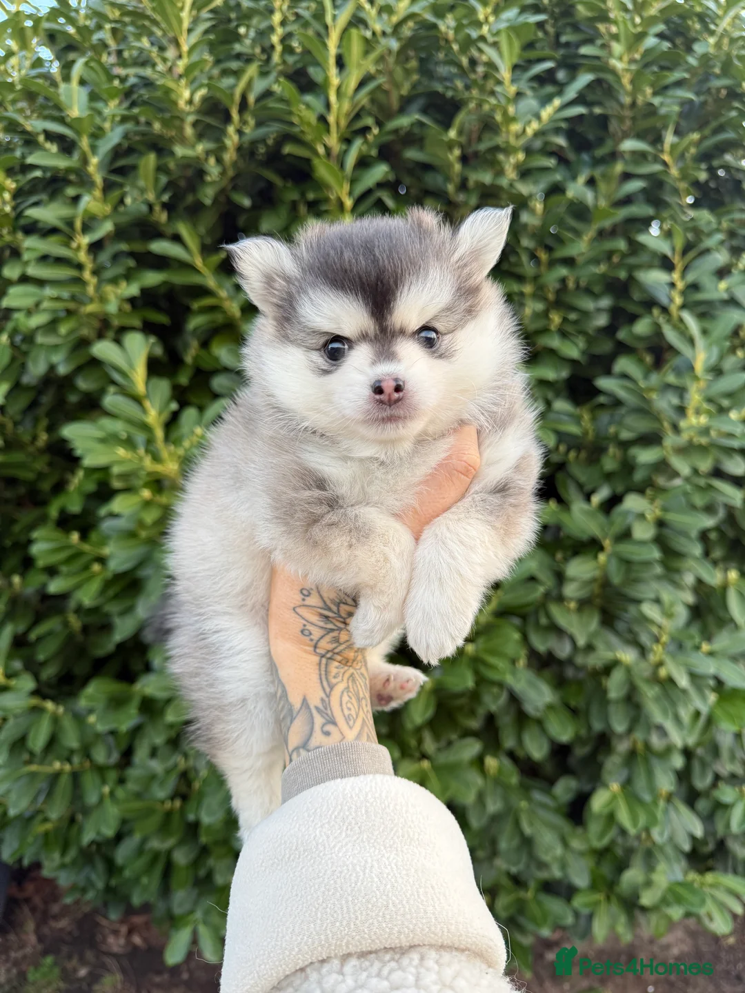 Pomsky dogs for sale: F3 Pomsky Puppies - ready now :)  - Advert 12