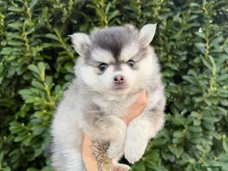 Pomsky dogs F3 Pomsky Puppies - ready now :) - Advert 17