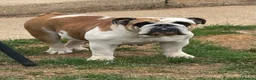 English Bulldog dogs for sale: 2 Kc Female’s available  - Advert 2