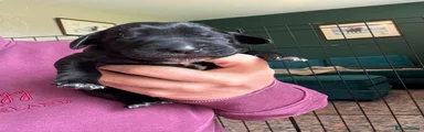 Black Bitch 