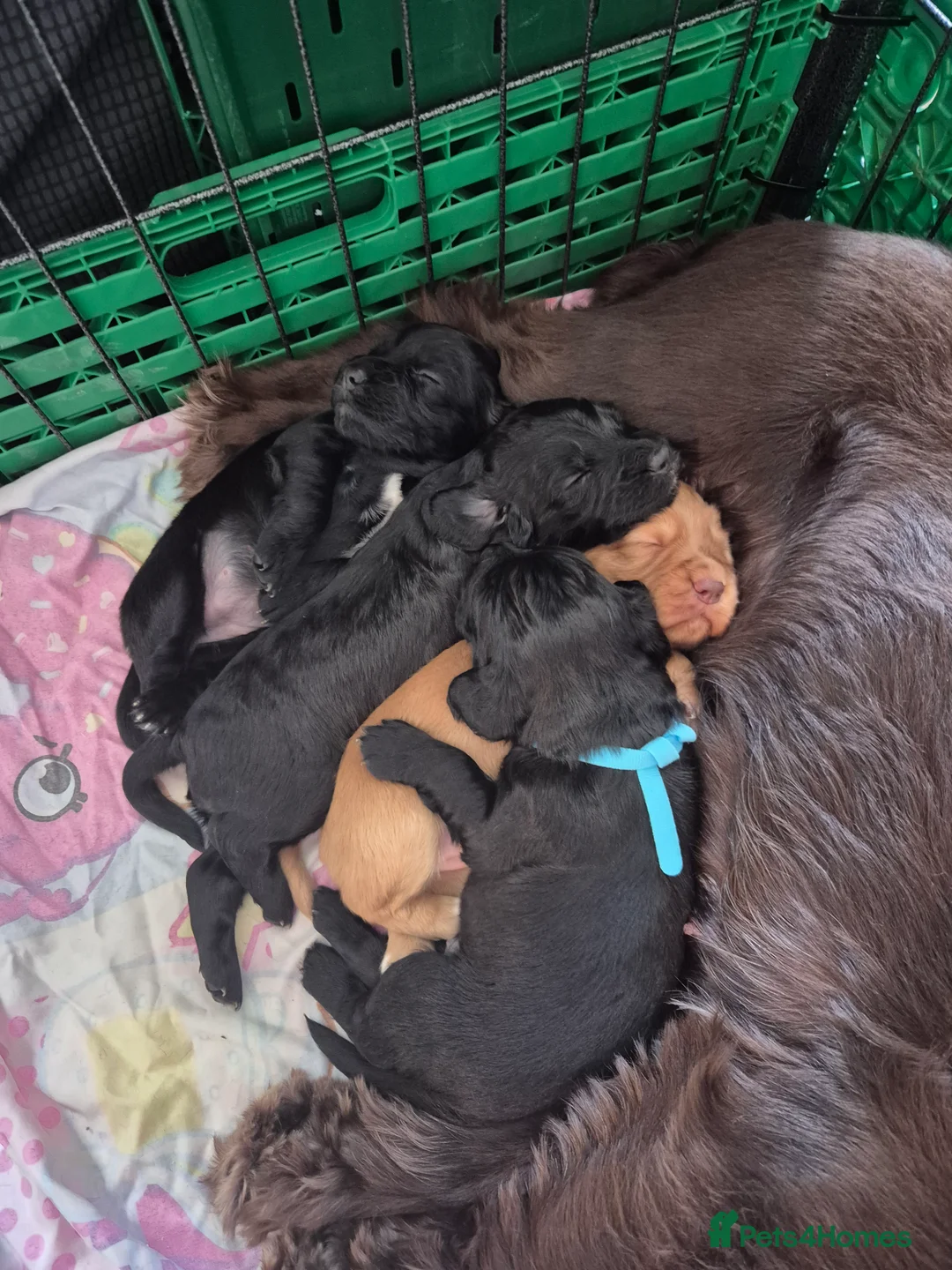 Cocker Spaniel dogs for sale: 2 working cockers 1 girl 1 boy - Advert 8