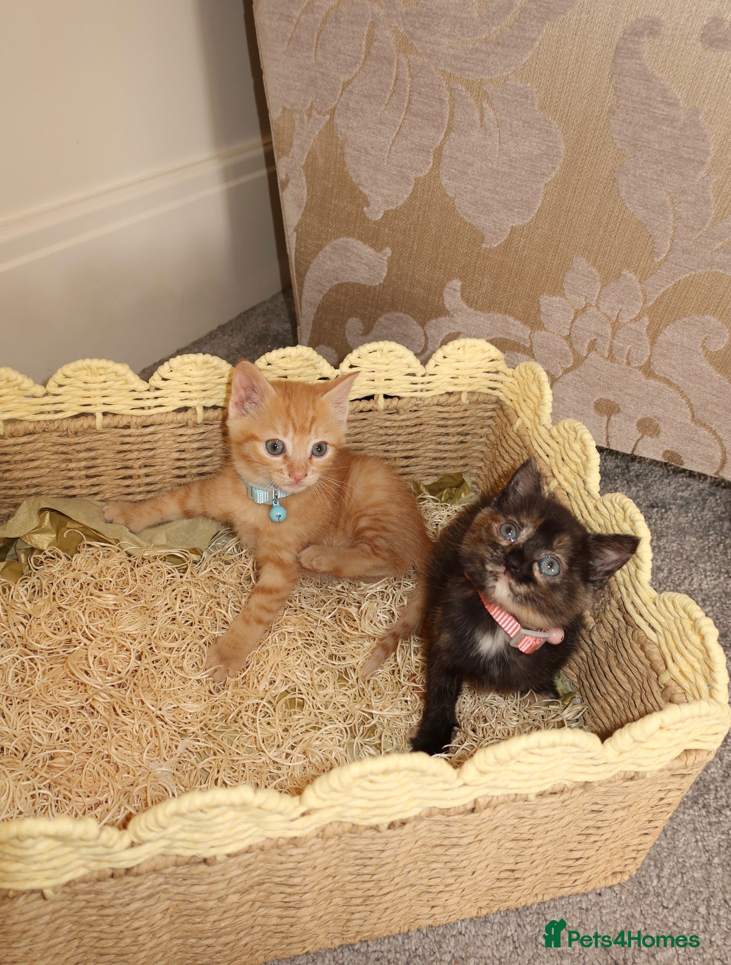 Mixed Breed cats Cute Bonded Twin Ginger & Calico kittens  - Advert 13