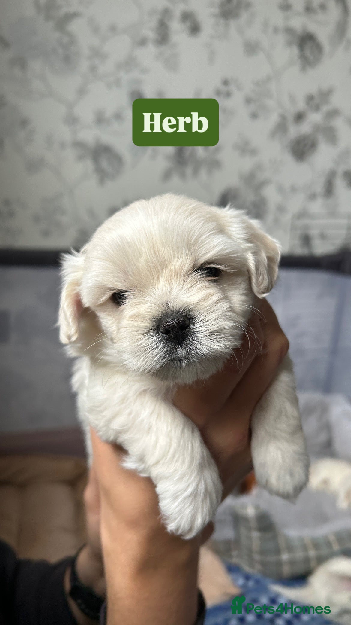 Maltese dogs for sale: READY HOME 30.05  - Advert 17