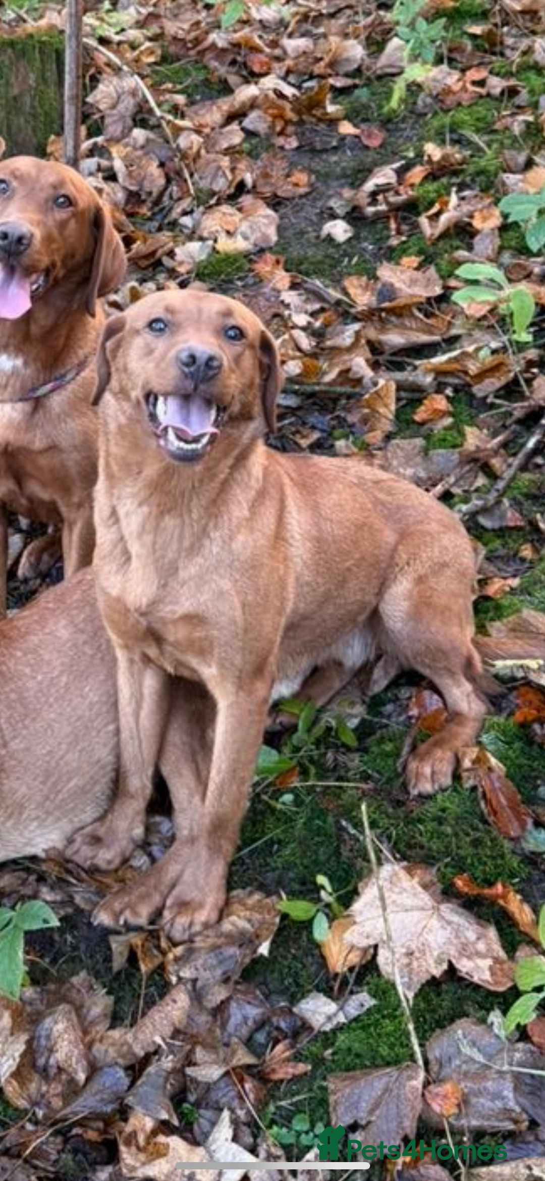 Labrador Retriever dogs for sale: Working Labrador Puppies - Image 9