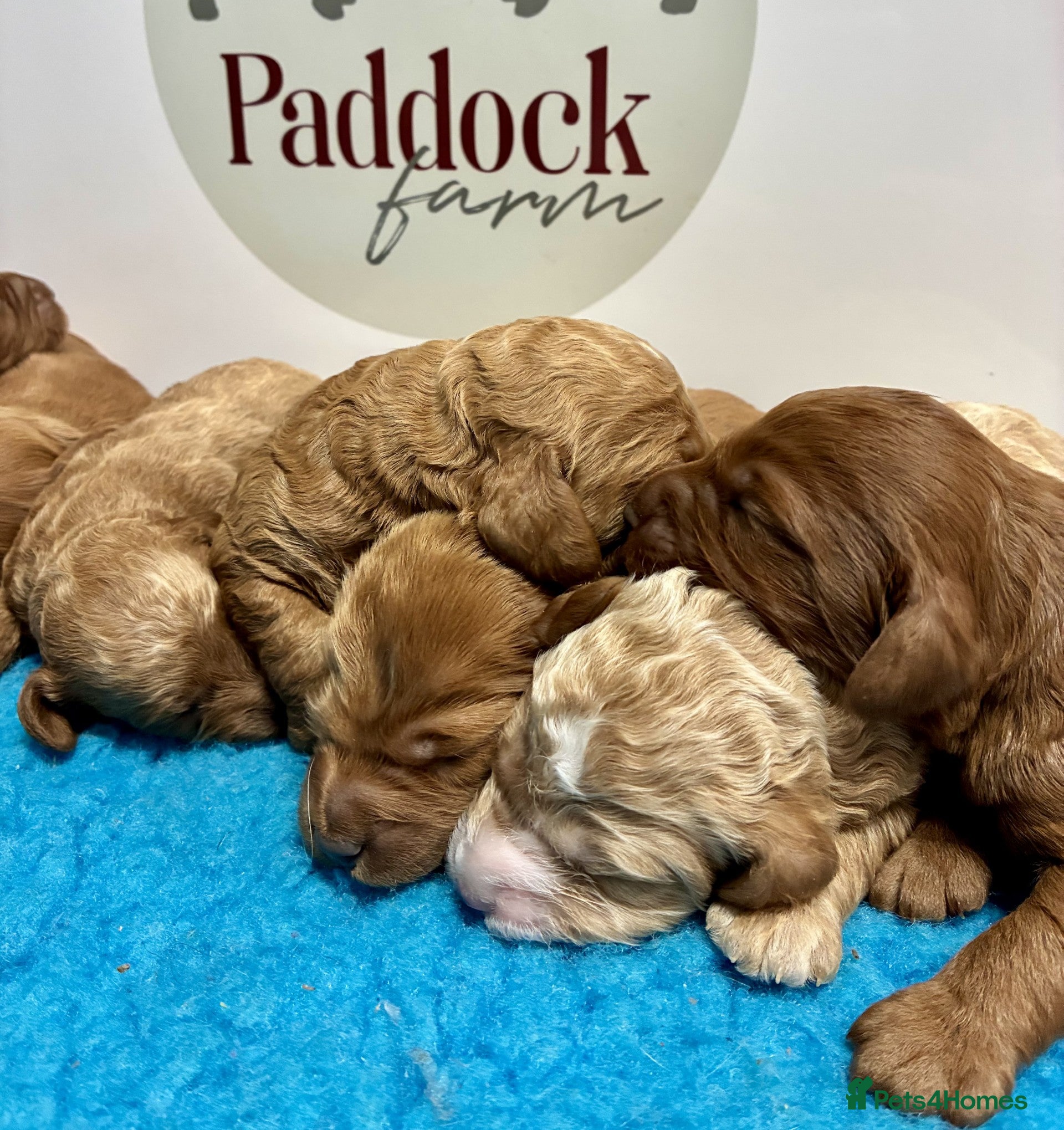 Cavapoo dogs ✨ Lovely Cavapoo puppies ✨ - Advert 1