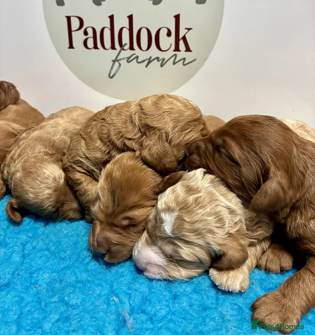 Cavapoo dogs for sale: ✨ Lovely Cavapoo puppies ✨ - Advert 1