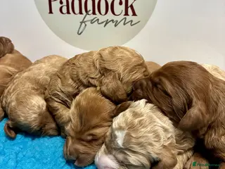 Cavapoo dogs for sale: ✨ Lovely Cavapoo puppies ✨ - Advert 2