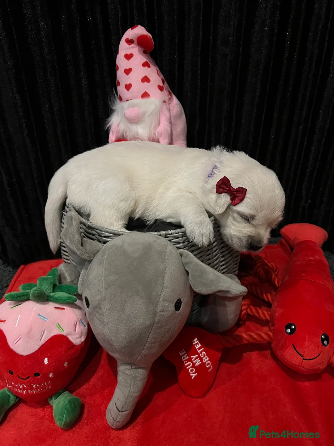 Golden Retriever dogs for sale: Exceptional Show Champion Litter   - Advert 21