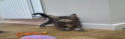 Maine Coon cats for sale: Licensed breeder-maine coon  - Advert 22