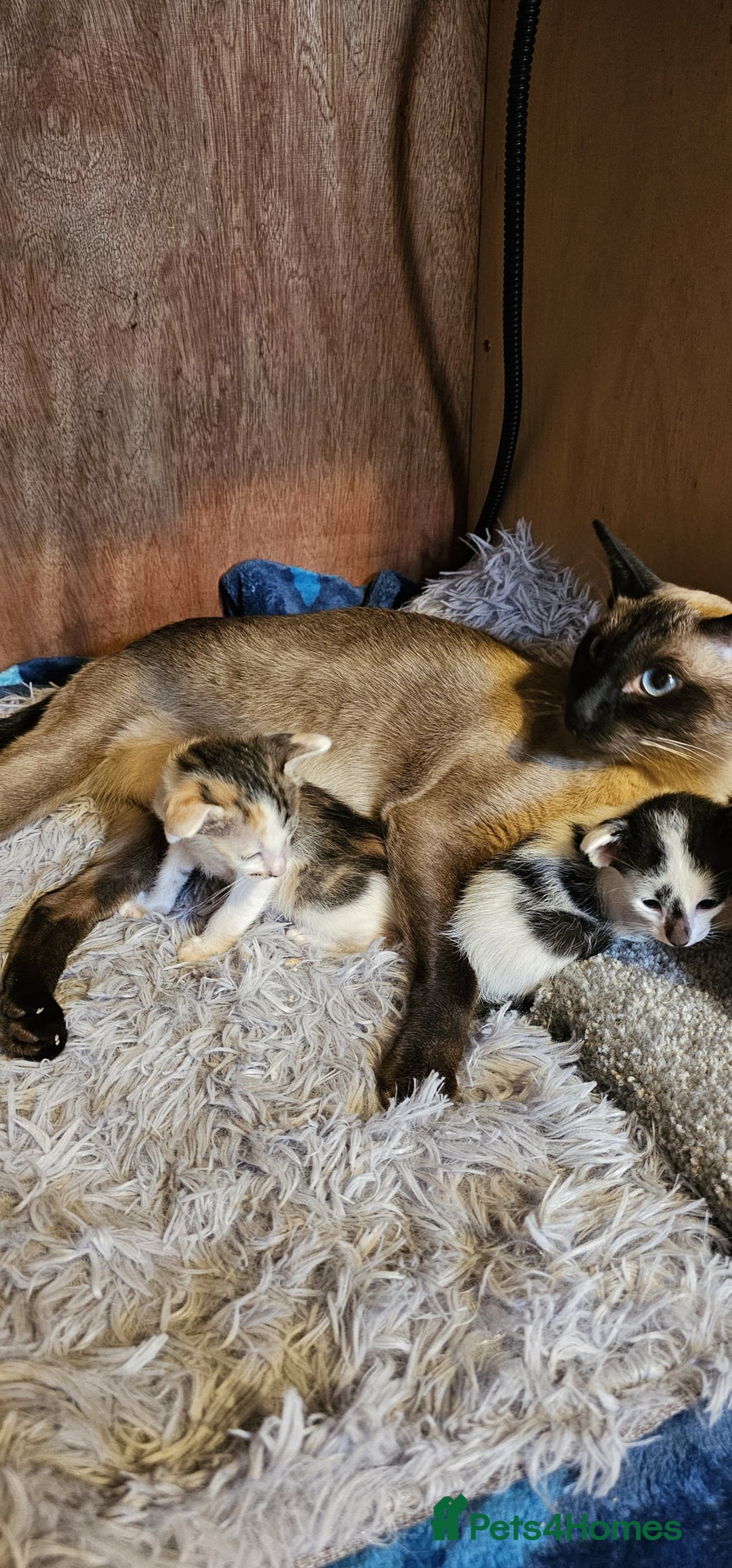Oriental cats for sale:  GCCF Oriental Kittens For Sale - Image 28