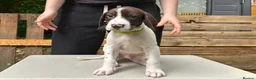 German Shorthaired Pointer dogs for sale: KC Reg GSP Pups (5 LEFT!) - Advert 16
