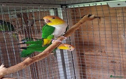 Parrots birds for sale: Green Thighed Caique baby(Both now sold) - Advert 6