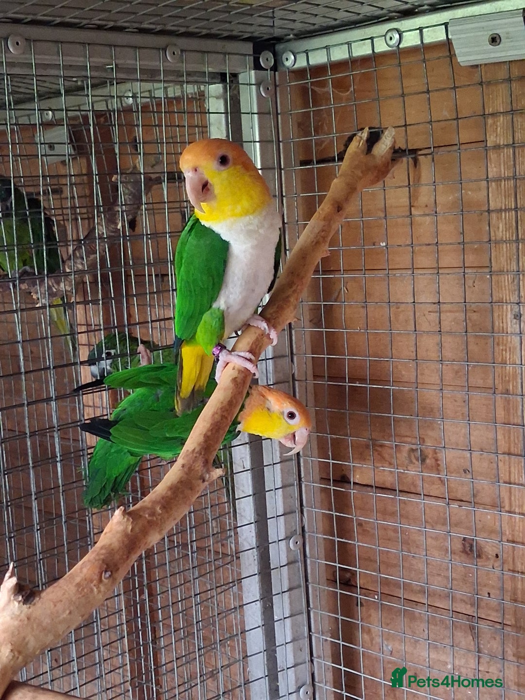 Parrots birds for sale: Green Thighed Caique baby(Both now sold) - Advert 6