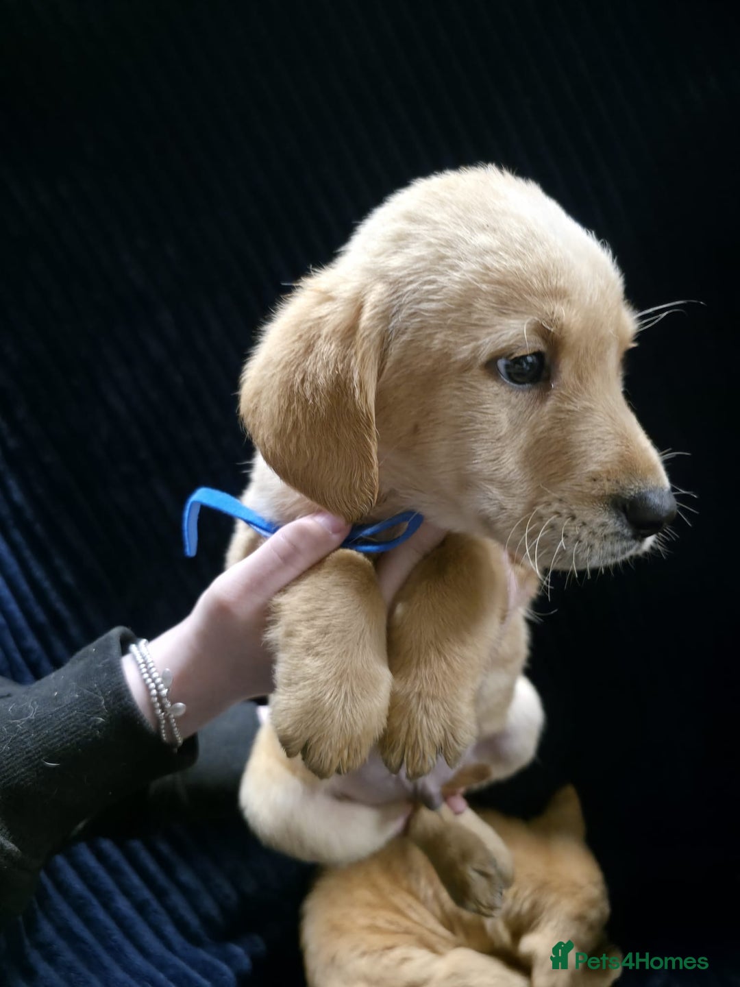 Labrador Retriever dogs for sale: Golden Labrador puppies  - Image 23