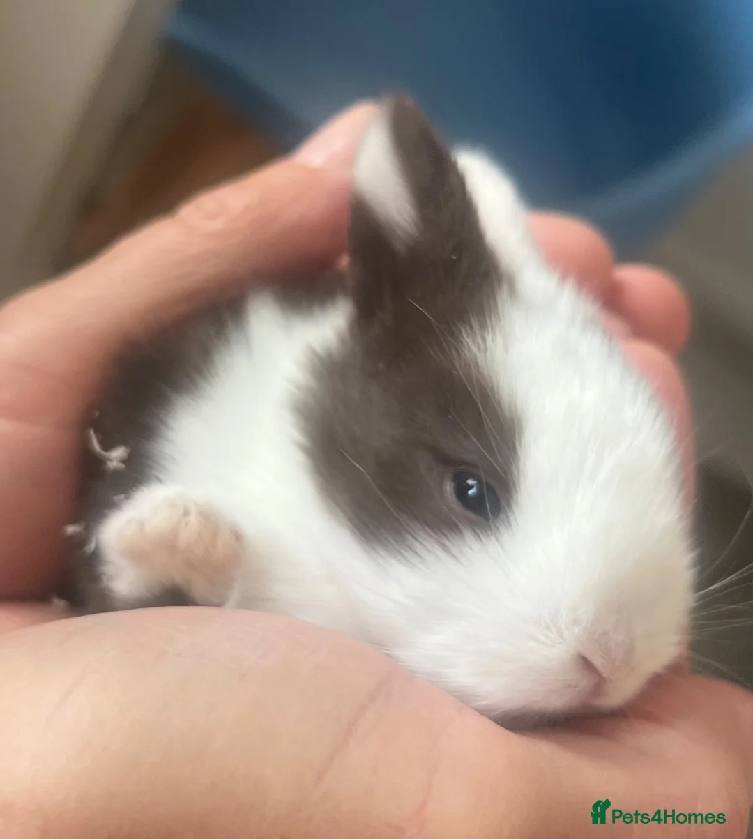 Mini Lion Lop rabbits for sale: 🐰 LION LOPS 🐰 - Advert 2