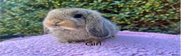Mini Lop rabbits for sale: Mini lops available  - Advert 11