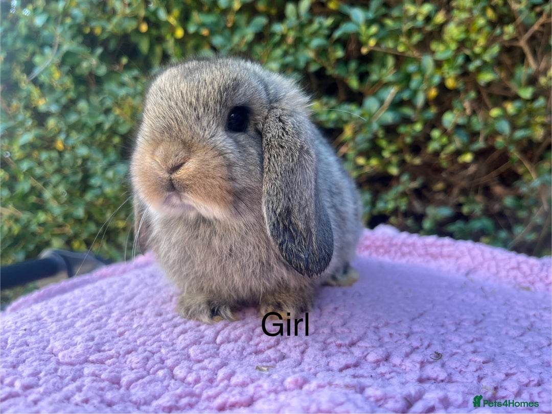 Mini Lop rabbits for sale: Mini lops available  - Advert 11