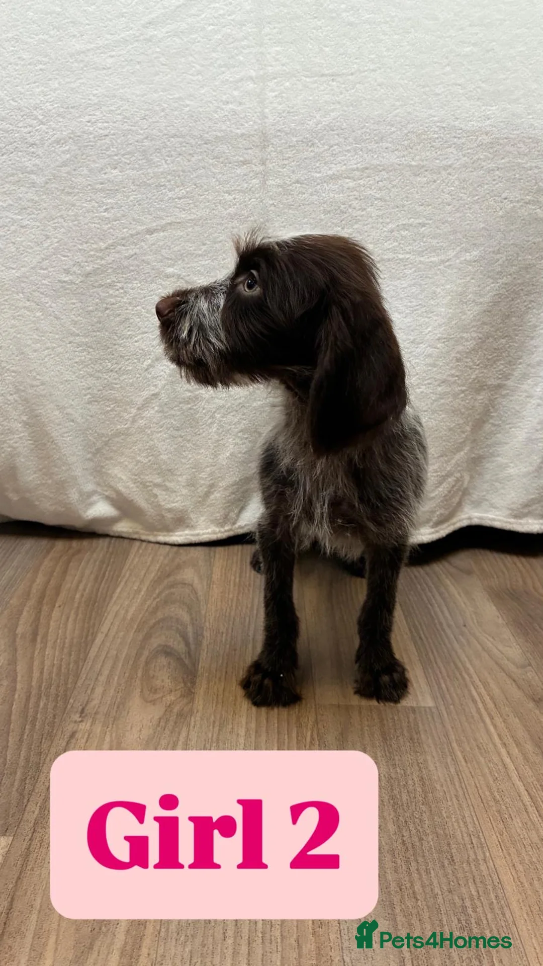 German Wirehaired Pointer dogs for sale: German wire hair pointers for sale - Advert 14
