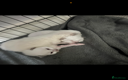 Ragdoll cats for sale: Absolutely Stunning litter of pure Ragdoll kittens - Image 8