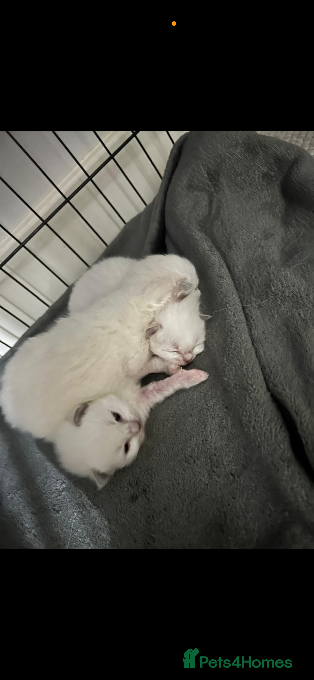 Ragdoll cats for sale: Absolutely Stunning litter of pure Ragdoll kittens - Image 8