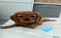 Cavalier King Charles Spaniel dogs for sale: Beautiful Ruby boys - Image 7
