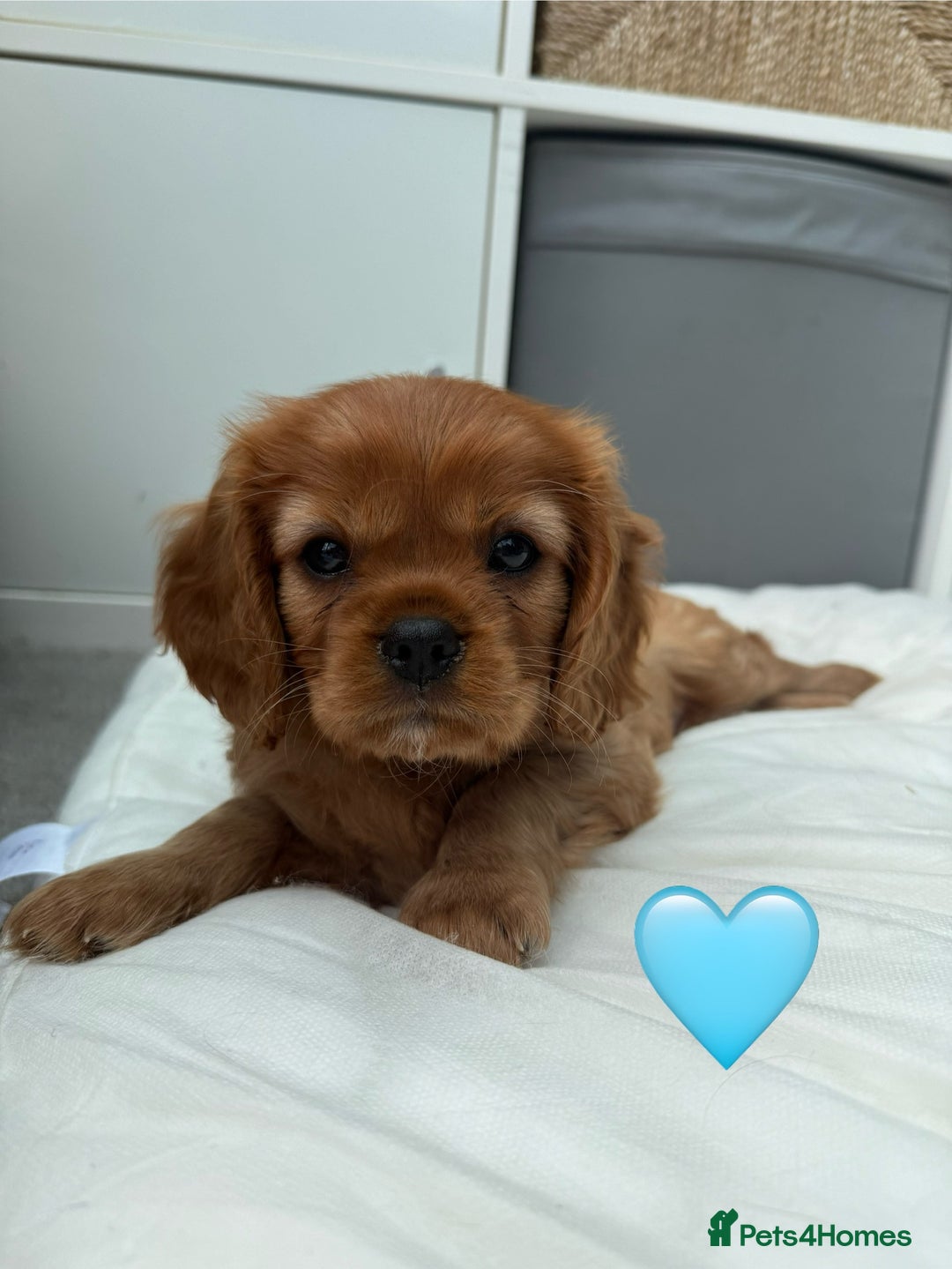 Cavalier King Charles Spaniel dogs for sale: Beautiful Ruby boys - Image 7