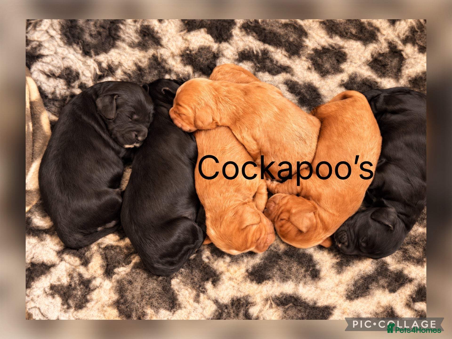 Cockapoo dogs F1 Gorgeous Cockapoo’s - Advert 1