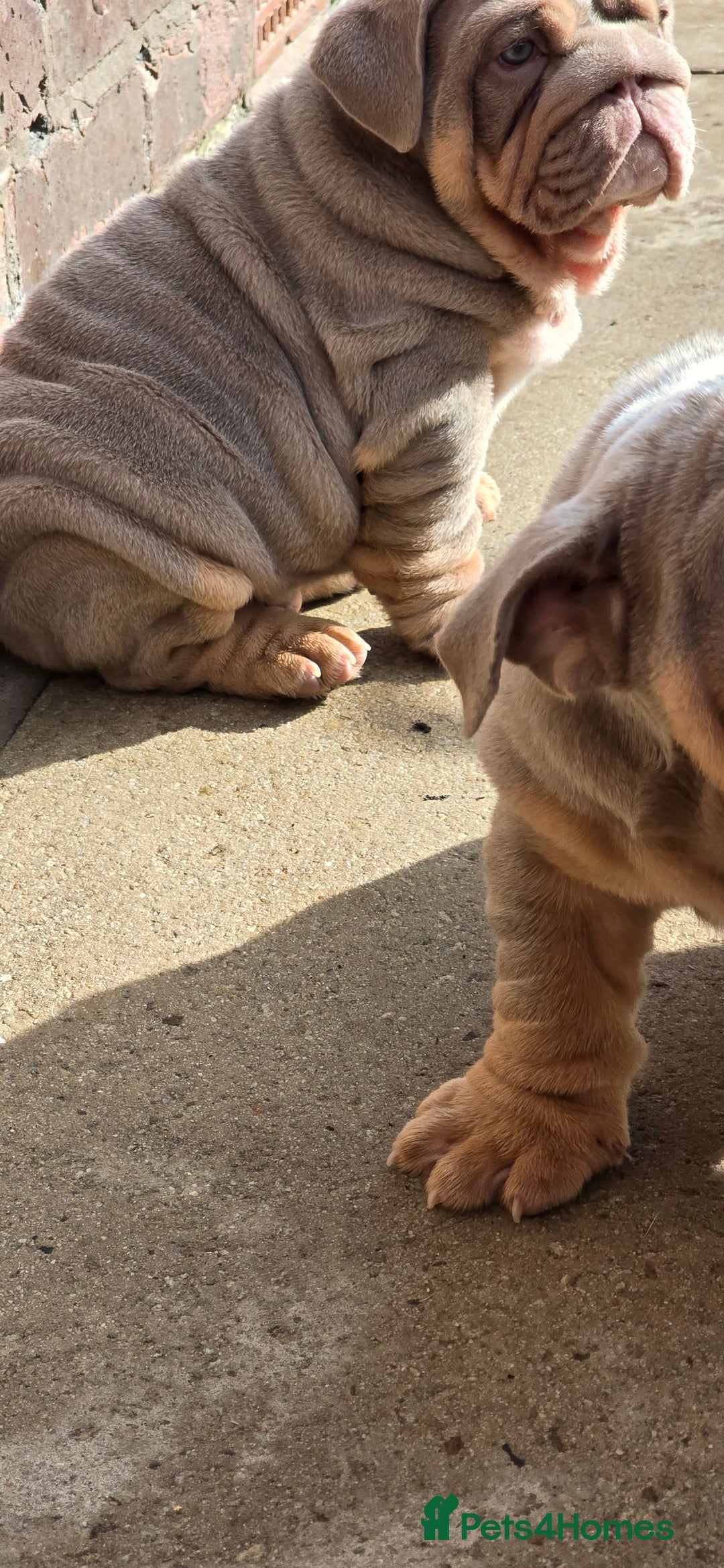 English Bulldog dogs for sale: 💥💥ENGLISH BULLDOG 💥💥 in Manchester - Image 26