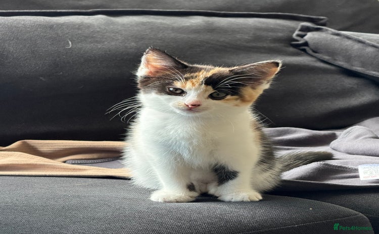 Mixed Breed cats - Advert 15
