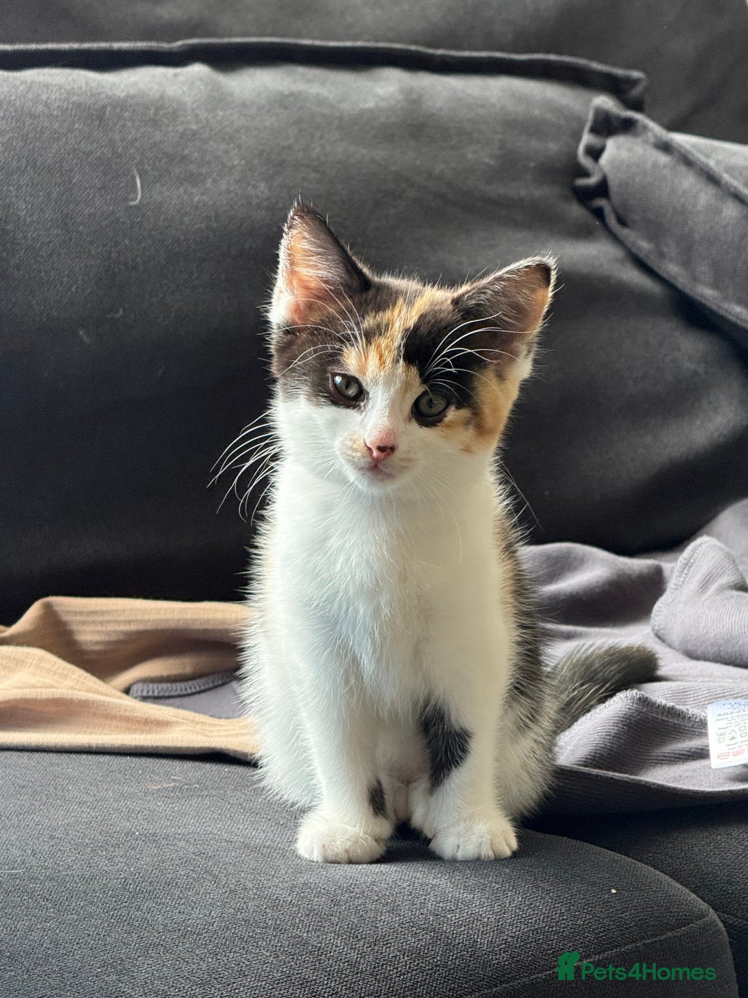 Mixed Breed cats for sale: Gorgeous calico girl - Image 1