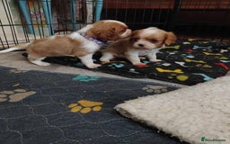 Cavalier King Charles Spaniel dogs for sale: King Charles cavalier puppies ready on 25th Sept! - Image 3
