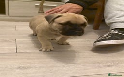 Mixed Breed dogs for sale: Malinos x bull mix  - Image 2