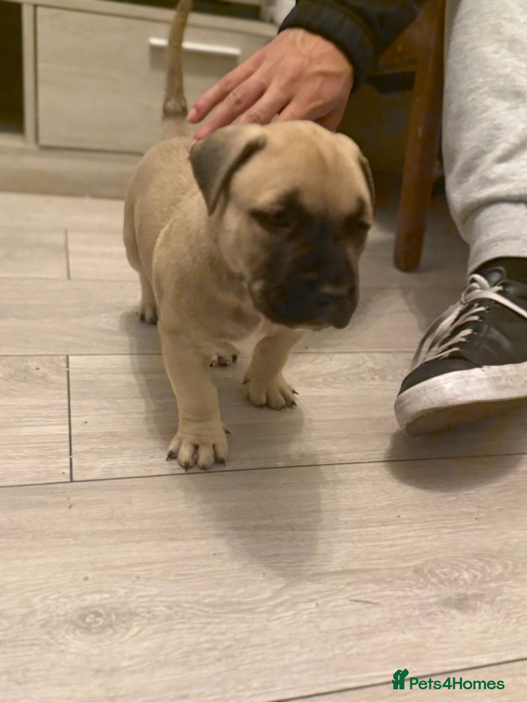 Mixed Breed dogs for sale: Malinos x bull mix  - Image 2