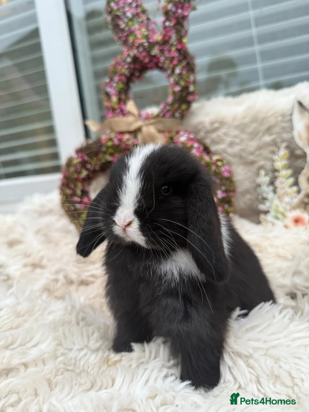 Mini Lop rabbits for sale: Mini lop bunnies for sale  in Wooler - Advert 2