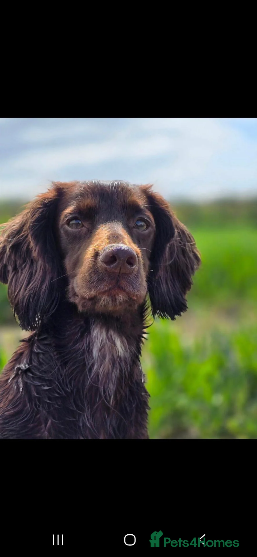 Cocker Spaniel dogs for sale: KC Cocker spaniel puppy's - Advert 10