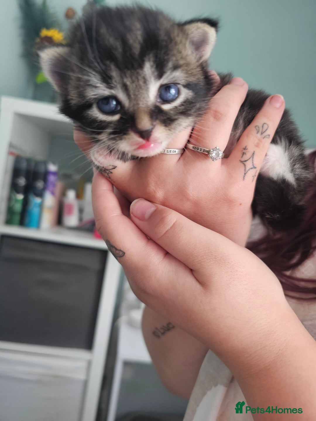 Mixed Breed cats for sale: Mixed breed with Maine Coone kitten  - Image 4