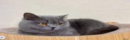 British Shorthair cats for sale: BLUE BSH GIRL LOOKING FOREVER HOME!!! 🐾😻 - Advert 3