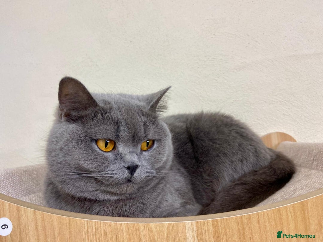 British Shorthair cats for sale: BLUE BSH GIRL LOOKING FOREVER HOME!!! 🐾😻 - Advert 3
