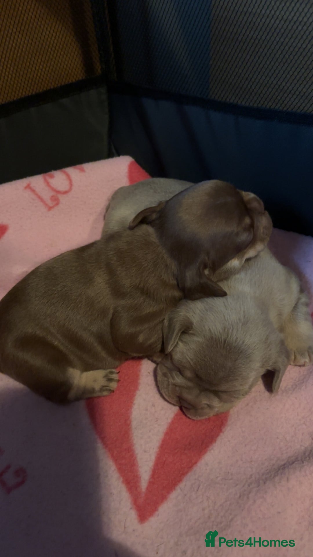 French Bulldog dogs for sale: Lilac and tan male, chocolate and tan female  - Image 6