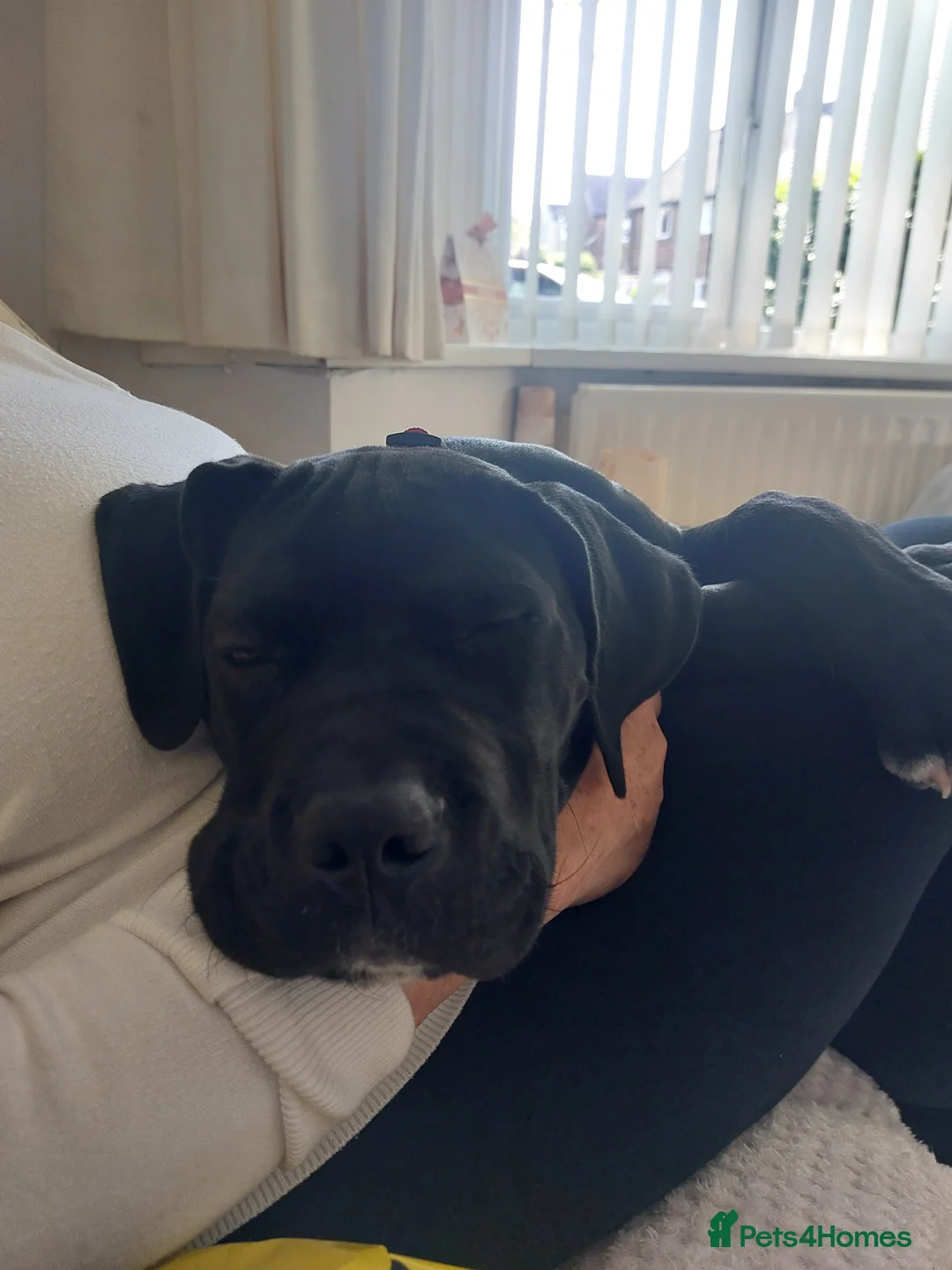 Mixed Breed dogs for sale: Cane corso x presa canario  - Advert 2