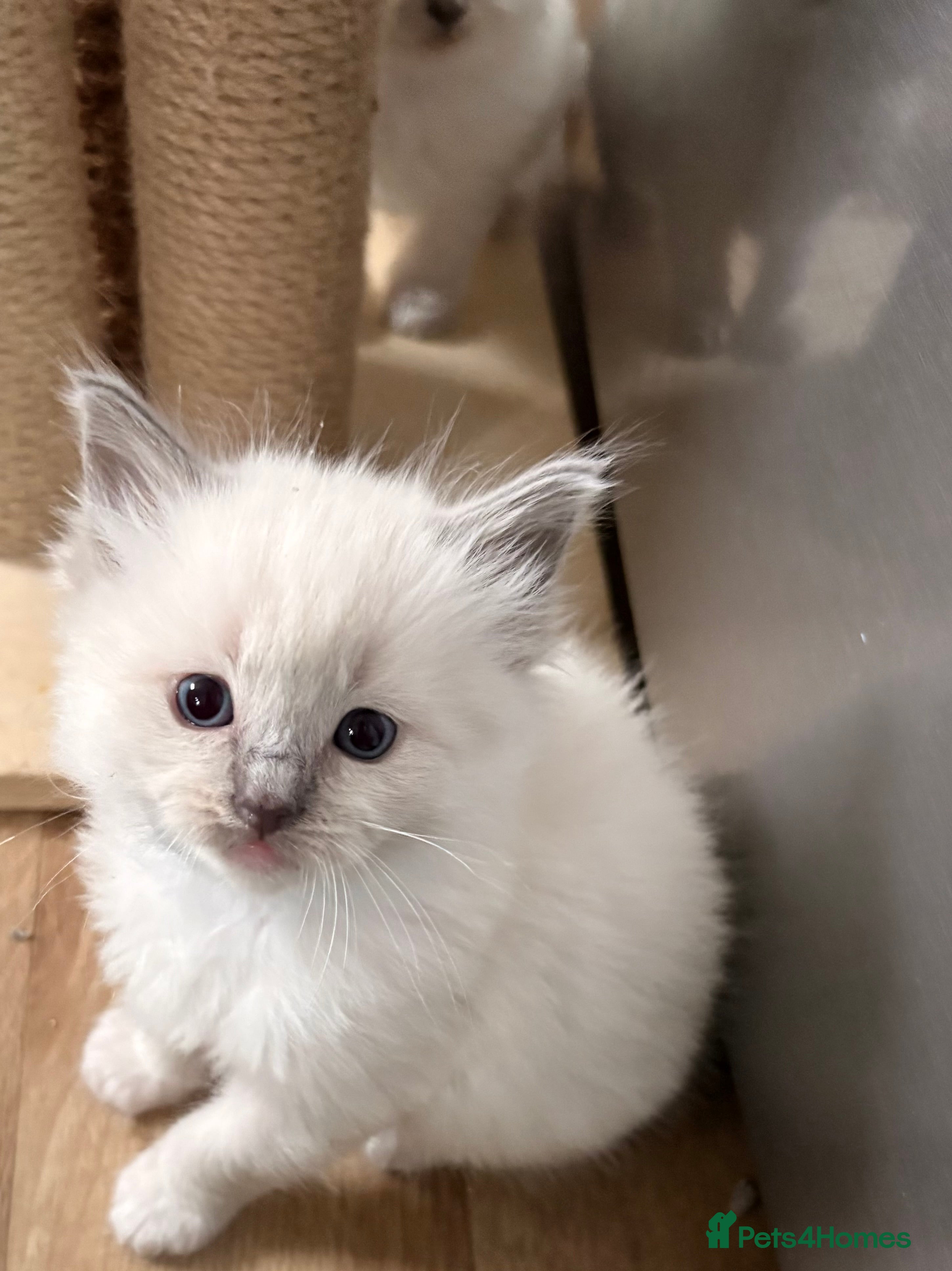 Ragdoll cats Beautiful Purebred Pedigree Blue Ragdoll Kittens - Advert 2