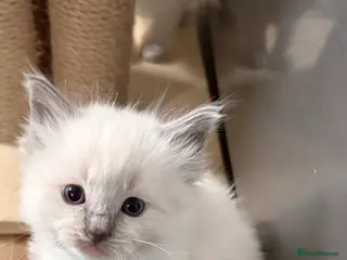 Ragdoll cats Beautiful Purebred Pedigree Blue Ragdoll Kittens - Advert 2