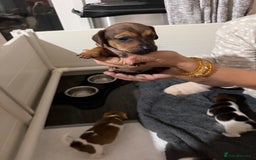 Jack Russell dogs for sale: 2 Jack Russel Puppies - Image 11
