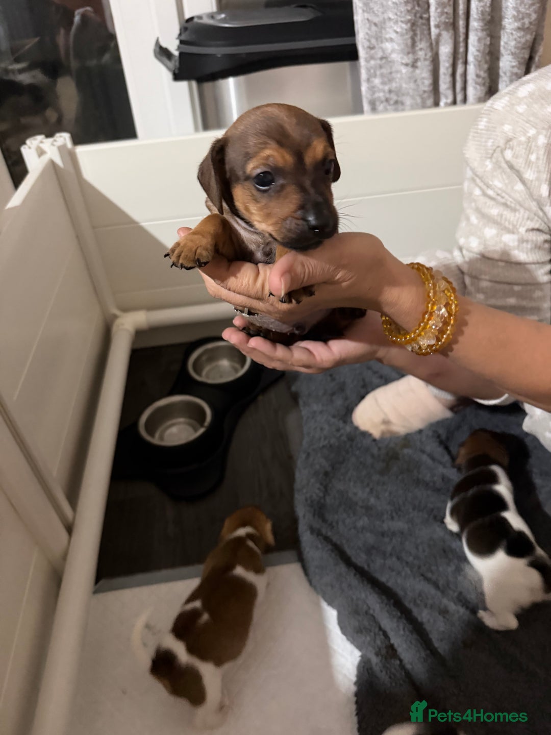 Jack Russell dogs for sale: 2 Jack Russel Puppies - Image 11